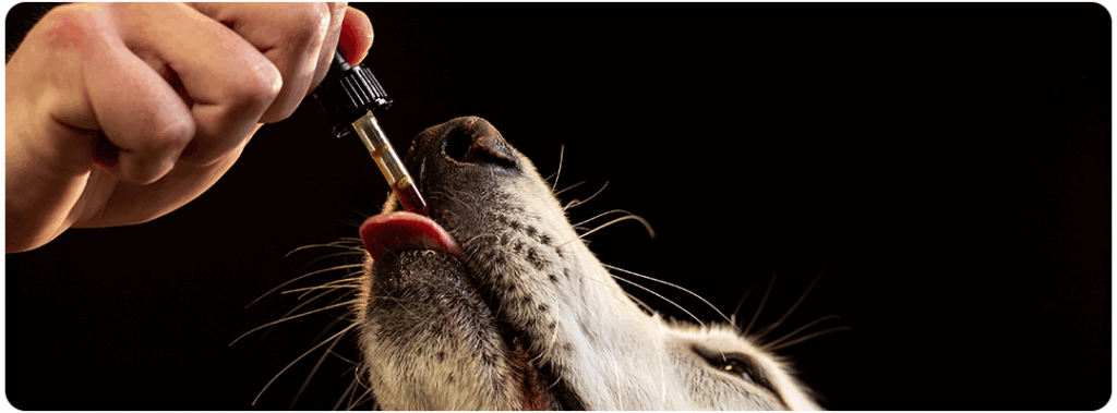 Pet tomando remedio diretamente no conta gotas